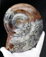 ブラウンとホワイトのツートン！明るいブラウンが美しい、そして、１５センチを超える大判化石、古生代を代表する頭足類、ゴニアタイト（Goniatite）の化石