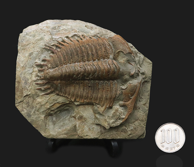 三葉虫の化石 美麗 デチェネラ USA産 本物保証 三葉虫の化石 美麗 デチェネラ USA産 本物保証