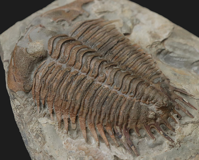 希少！カンブリア紀に生息していた極めて古い三葉虫、優雅な