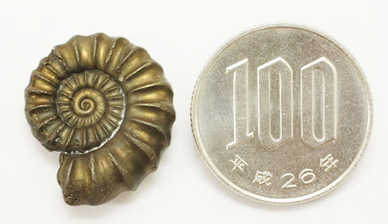 渋い黄金色が最大の特徴、イングランド産黄鉄鉱アンモナイト、プロミクロセラス(その9)