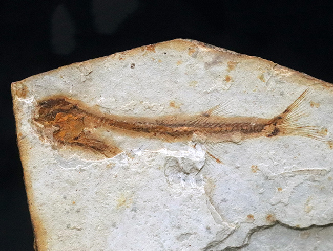 可愛らしい魚体が特徴的、恐竜時代の淡水を遊泳していた絶滅古代魚、リコプテラ（Lycoptera）の全身化石（その1）