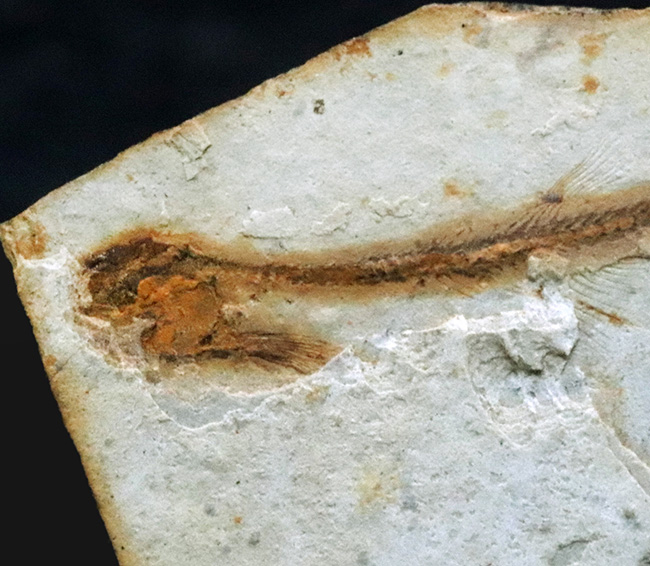 可愛らしい魚体が特徴的、恐竜時代の淡水を遊泳していた絶滅古代魚、リコプテラ（Lycoptera）の全身化石（その3）