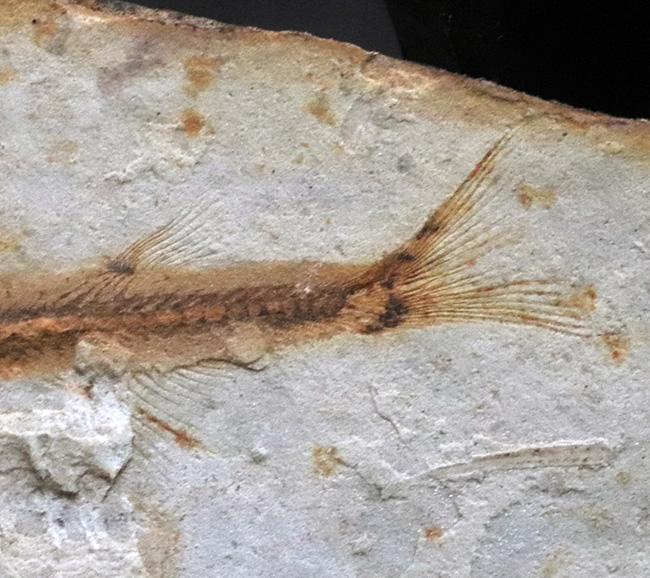 可愛らしい魚体が特徴的、恐竜時代の淡水を遊泳していた絶滅古代魚、リコプテラ（Lycoptera）の全身化石（その4）