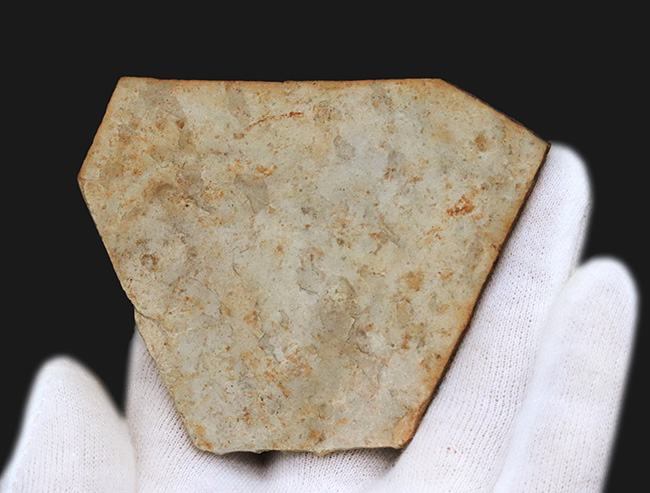 可愛らしい魚体が特徴的、恐竜時代の淡水を遊泳していた絶滅古代魚