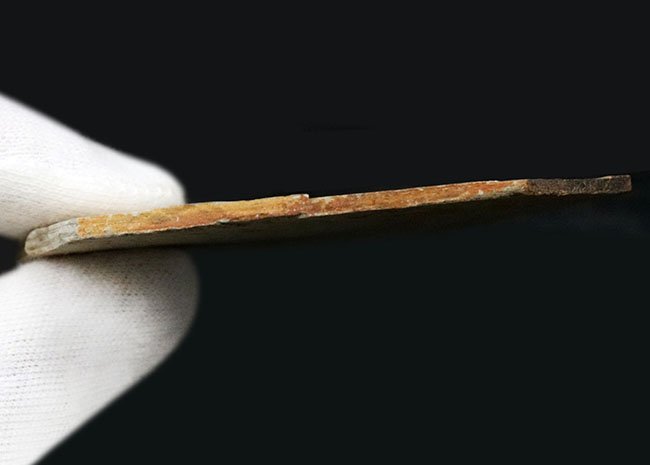 可愛らしい魚体が特徴的、恐竜時代の淡水を遊泳していた絶滅古代魚