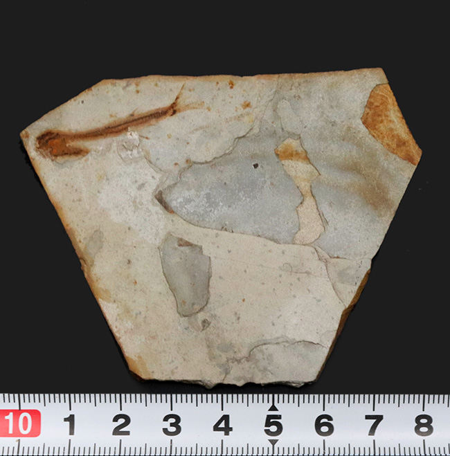 可愛らしい魚体が特徴的、恐竜時代の淡水を遊泳していた絶滅古代魚