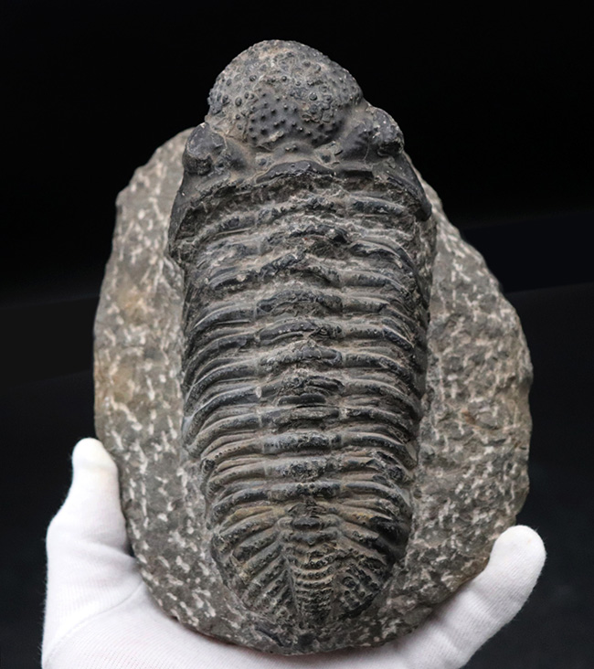これぞド級のサイズ！尋常ではない大きいを誇る、ファコプスの王様、ドロトプス・メガロマニクス（Drotops megalomanicus）の化石（その1）