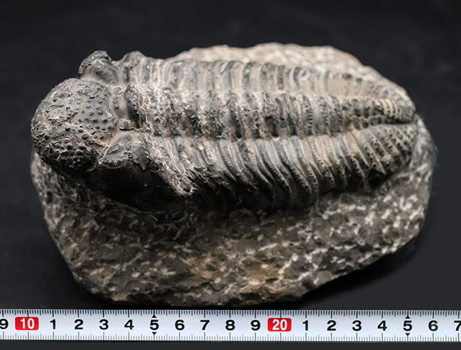 これぞド級のサイズ！尋常ではない大きいを誇る、ファコプスの王様、ドロトプス・メガロマニクス（Drotops megalomanicus）の化石（その11）