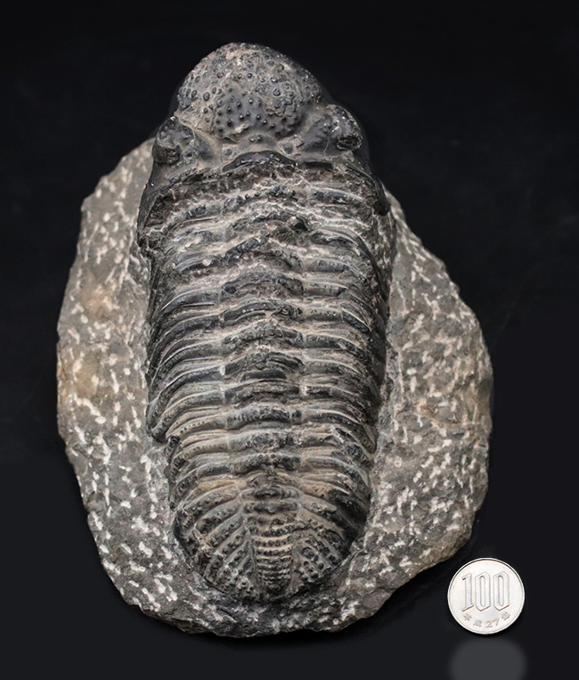 これぞド級のサイズ！尋常ではない大きいを誇る、ファコプスの王様、ドロトプス・メガロマニクス（Drotops megalomanicus）の化石（その12）