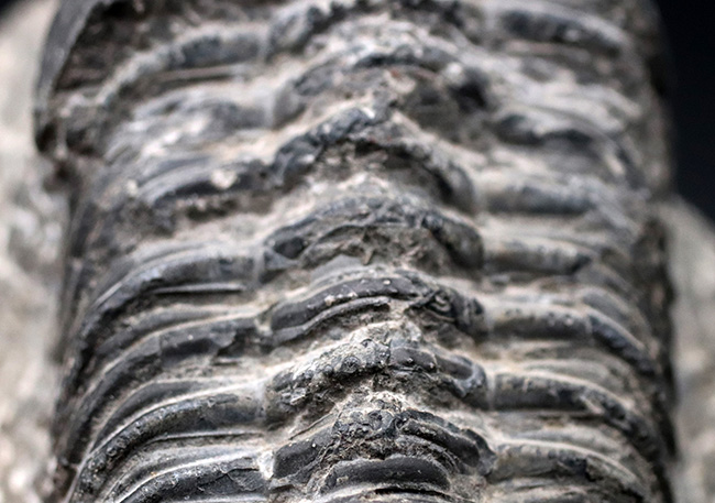 三葉虫 ドロトプス メガロマニクス Drotops megalomanicus モロッコ産 デボン紀 化石 モロッコ産三葉虫 Drotops megalomanicus (ドロトプス メガロマニクス