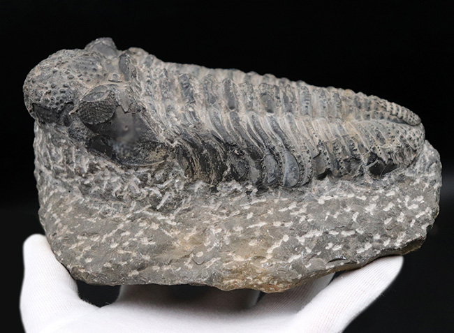 これぞド級のサイズ！尋常ではない大きいを誇る、ファコプスの王様、ドロトプス・メガロマニクス（Drotops megalomanicus）の化石（その5）