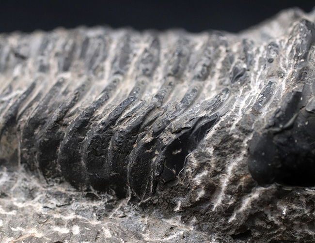 これぞド級のサイズ！尋常ではない大きいを誇る、ファコプスの王様、ドロトプス・メガロマニクス（Drotops megalomanicus）の化石（その8）