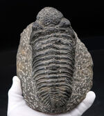 これぞド級のサイズ！尋常ではない大きいを誇る、ファコプスの王様、ドロトプス・メガロマニクス（Drotops megalomanicus）の化石