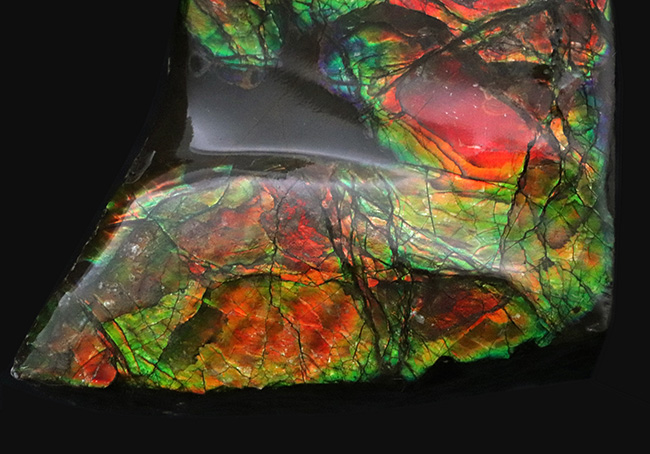 濃い赤、緑の輝きを放つ!クリスマスにはまだ早い!?ブーツ型のアンモライト(Ammolite)のピース(その4)