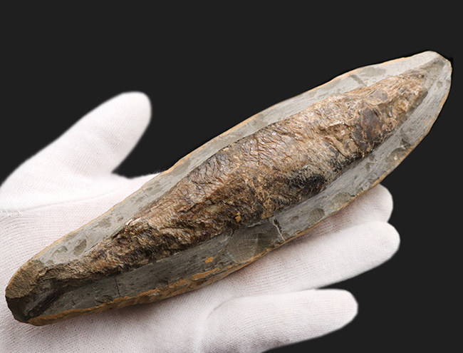 およそ１億年前の絶滅古代魚、ラコレピス（Rhacolepis buccalis）の化石。現世のカライワシの仲間（その1）