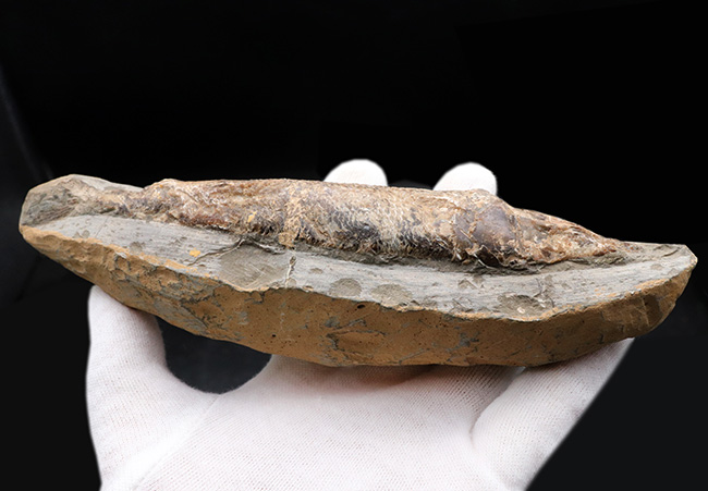 およそ１億年前の絶滅古代魚、ラコレピス（Rhacolepis buccalis）の化石。現世のカライワシの仲間（その4）
