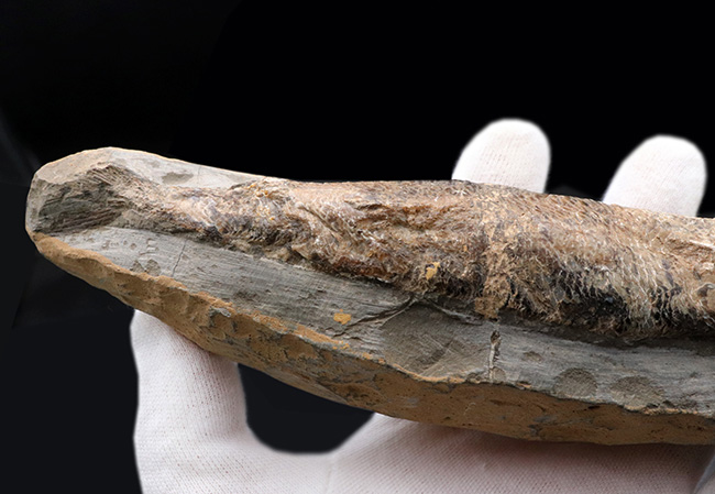 およそ1億年前の絶滅古代魚、ラコレピス(Rhacolepis buccalis)の化石。現世のカライワシの仲間(その5)