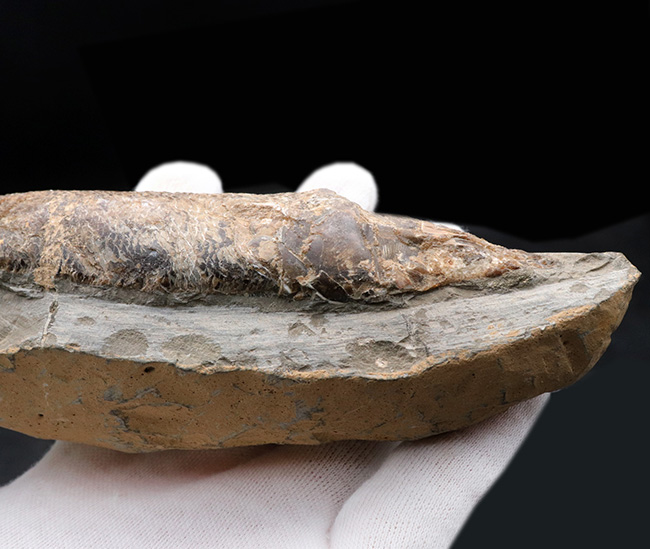 およそ１億年前の絶滅古代魚、ラコレピス（Rhacolepis buccalis）の化石。現世のカライワシの仲間（その6）
