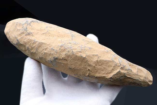 およそ1億年前の絶滅古代魚、ラコレピス(Rhacolepis buccalis)の化石。現世のカライワシの仲間(その7)