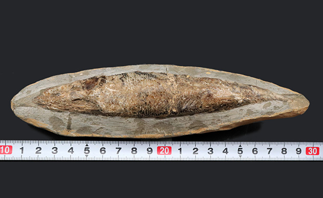 およそ１億年前の絶滅古代魚、ラコレピス（Rhacolepis buccalis）の化石。現世のカライワシの仲間（その8）