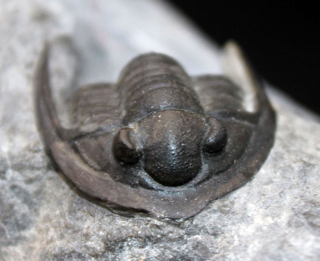 体サイズを上回る大きなgenal spineにご注目!古生代デボン紀の三葉虫、コルヌプロエタス(Cornuproetus sp.)(その1)
