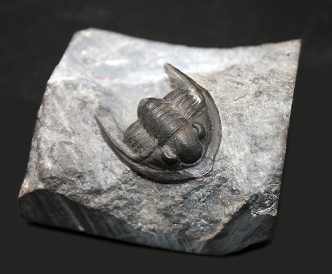 体サイズを上回る大きなgenal spineにご注目!古生代デボン紀の三葉虫、コルヌプロエタス(Cornuproetus sp.)(その2)