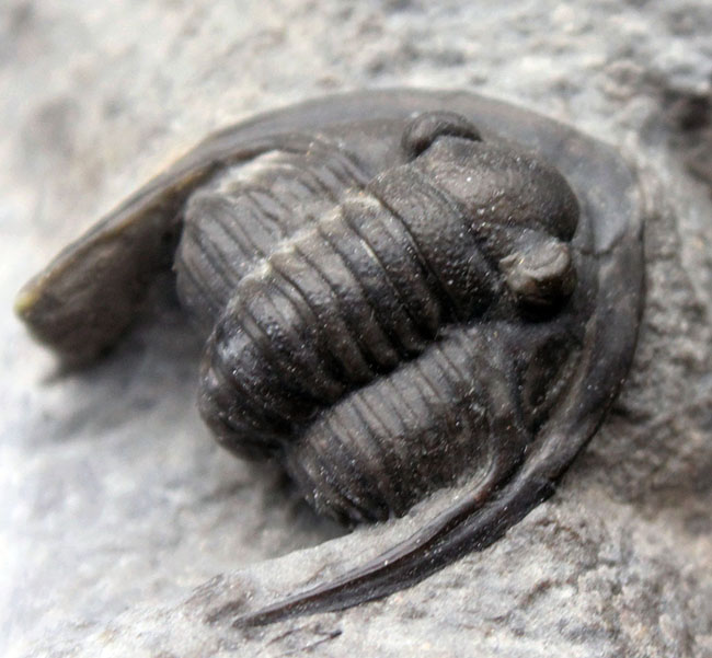 体サイズを上回る大きなgenal spineにご注目！古生代デボン紀の三葉虫、コルヌプロエタス（Cornuproetus sp.）（その3）