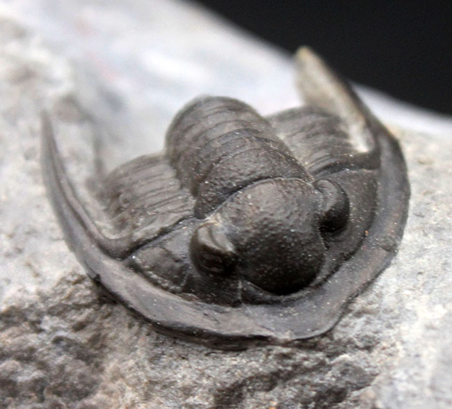 体サイズを上回る大きなgenal spineにご注目！古生代デボン紀の三葉虫、コルヌプロエタス（Cornuproetus sp.）（その4）