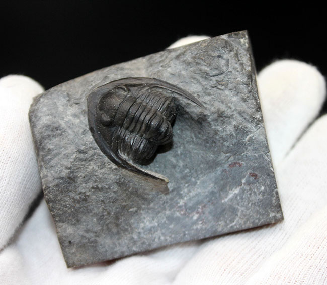 体サイズを上回る大きなgenal spineにご注目!古生代デボン紀の三葉虫、コルヌプロエタス(Cornuproetus sp.)(その5)