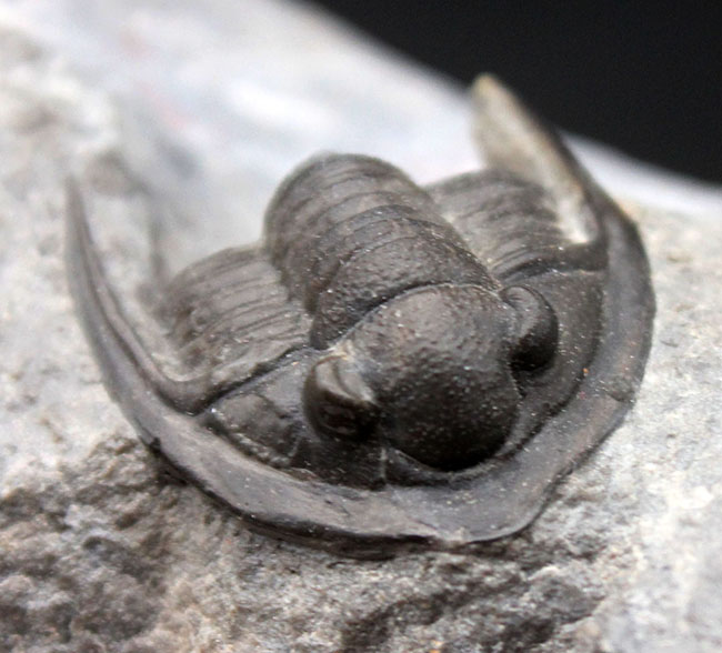 体サイズを上回る大きなgenal spineにご注目!古生代デボン紀の三葉虫、コルヌプロエタス(Cornuproetus sp.)(その6)