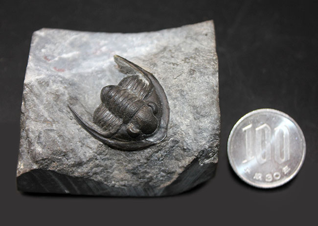 体サイズを上回る大きなgenal spineにご注目!古生代デボン紀の三葉虫、コルヌプロエタス(Cornuproetus sp.)(その8)