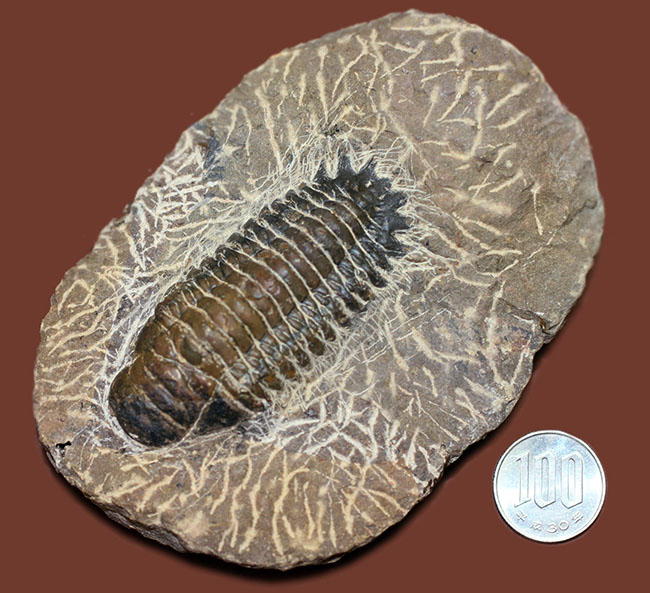 古生代デボン紀の三葉虫クロタロセファルス・ギブス（その10）