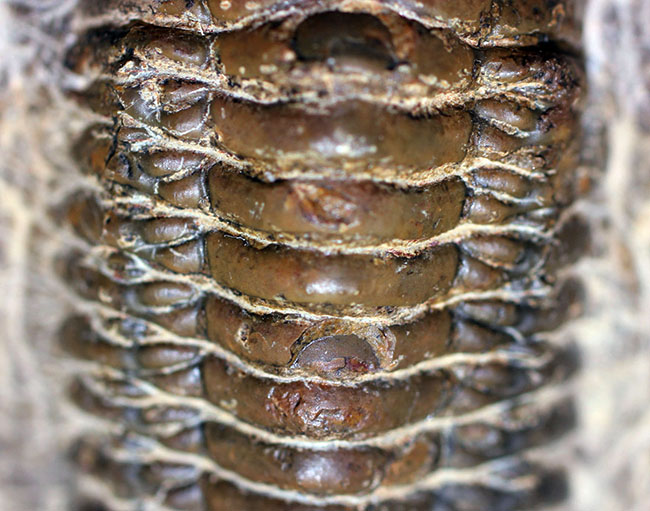 古生代デボン紀の三葉虫クロタロセファルス・ギブス（その3）