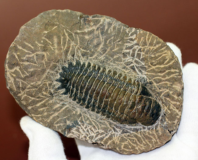 古生代デボン紀の三葉虫クロタロセファルス・ギブス（その6）