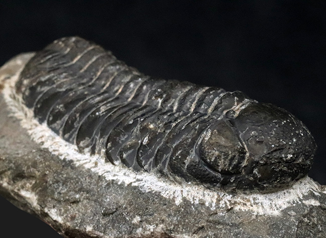 最も代表的な三葉虫の一つ、ファコプス（Phacops）の化石（その1）