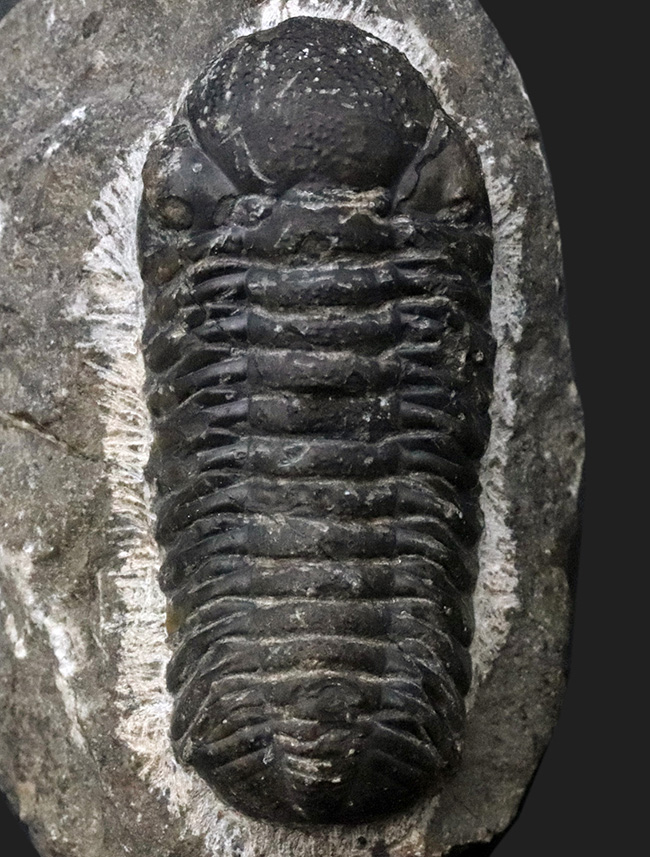 最も代表的な三葉虫の一つ、ファコプス（Phacops）の化石（その2）
