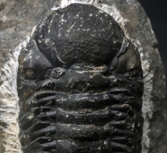 最も代表的な三葉虫の一つ、ファコプス（Phacops）の化石（その3）