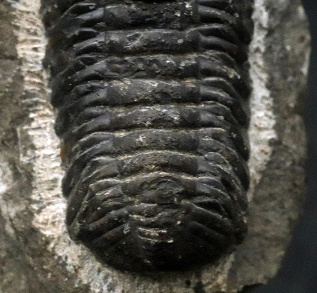 最も代表的な三葉虫の一つ、ファコプス（Phacops）の化石（その4）