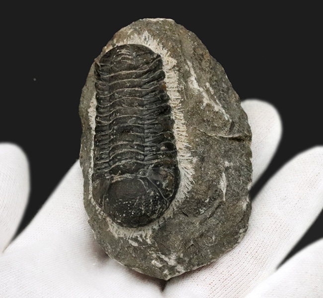 最も代表的な三葉虫の一つ、ファコプス（Phacops）の化石（その5）