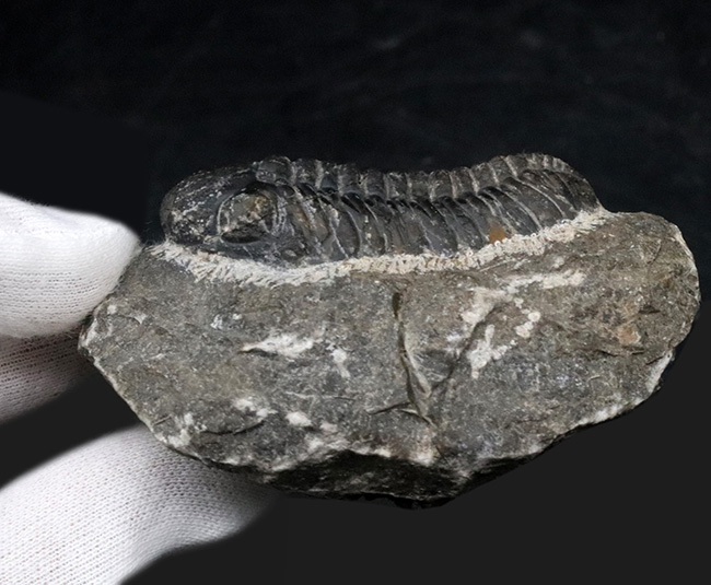 最も代表的な三葉虫の一つ、ファコプス（Phacops）の化石（その7）