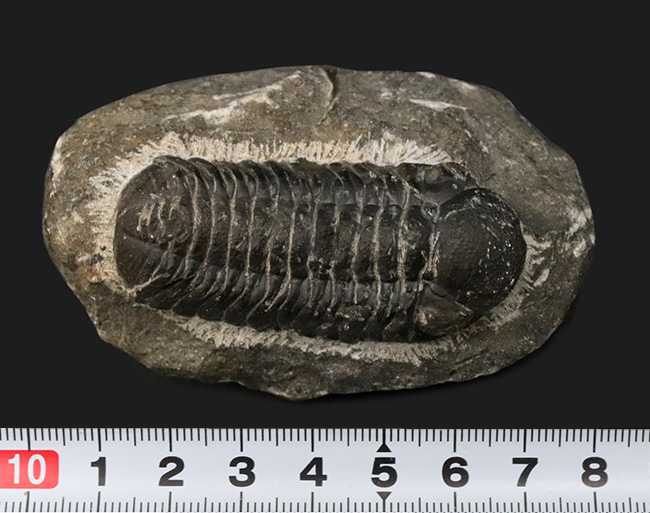 最も代表的な三葉虫の一つ、ファコプス（Phacops）の化石（その8）
