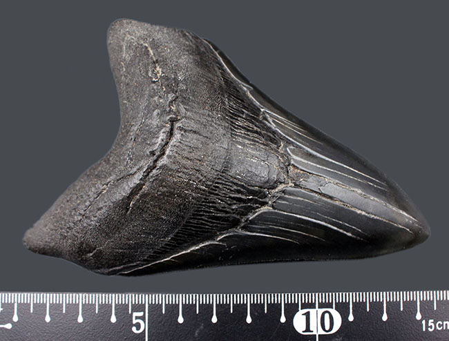 極めて上質なエナメル質とセレーションを備えた、青白い光沢を放つ、メガロドン（Carcharodon megalodon）の歯化石。（その10）