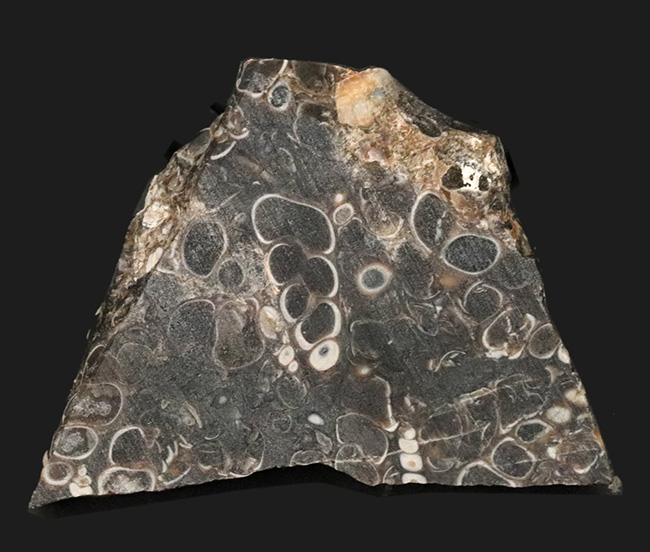 米国ワイオミング州の約５０００万年前の地層より採集された、巻き貝ツリテラ（Turritella）のマルチプレート化石（その1）