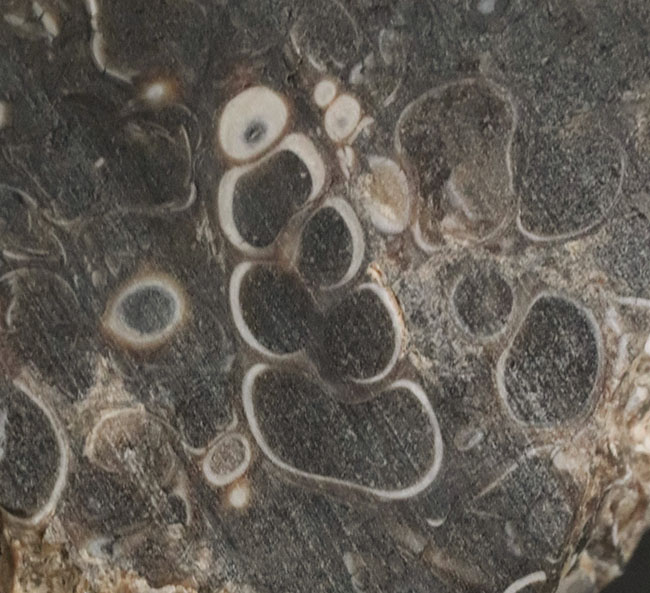 米国ワイオミング州の約５０００万年前の地層より採集された、巻き貝ツリテラ（Turritella）のマルチプレート化石（その2）