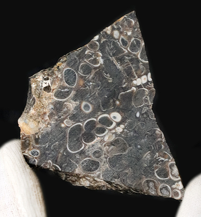 米国ワイオミング州の約５０００万年前の地層より採集された、巻き貝ツリテラ（Turritella）のマルチプレート化石（その3）