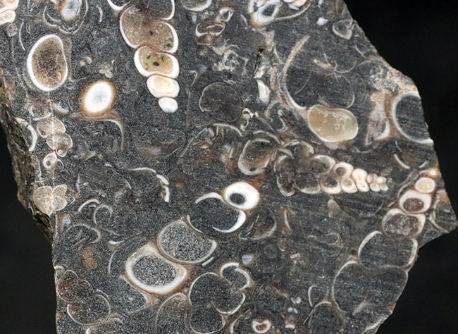 米国ワイオミング州の約５０００万年前の地層より採集された、巻き貝ツリテラ（Turritella）のマルチプレート化石（その4）