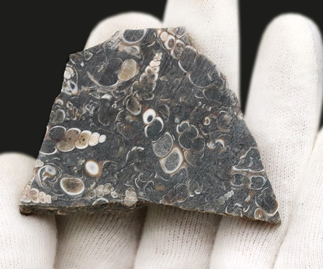 米国ワイオミング州の約５０００万年前の地層より採集された、巻き貝ツリテラ（Turritella）のマルチプレート化石（その5）
