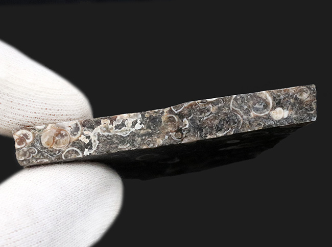 米国ワイオミング州の約５０００万年前の地層より採集された、巻き貝ツリテラ（Turritella）のマルチプレート化石（その6）