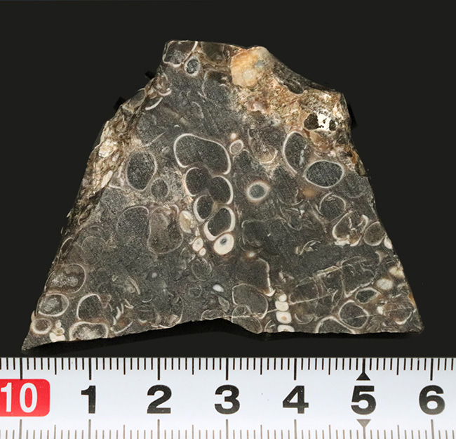 米国ワイオミング州の約５０００万年前の地層より採集された、巻き貝ツリテラ（Turritella）のマルチプレート化石（その7）