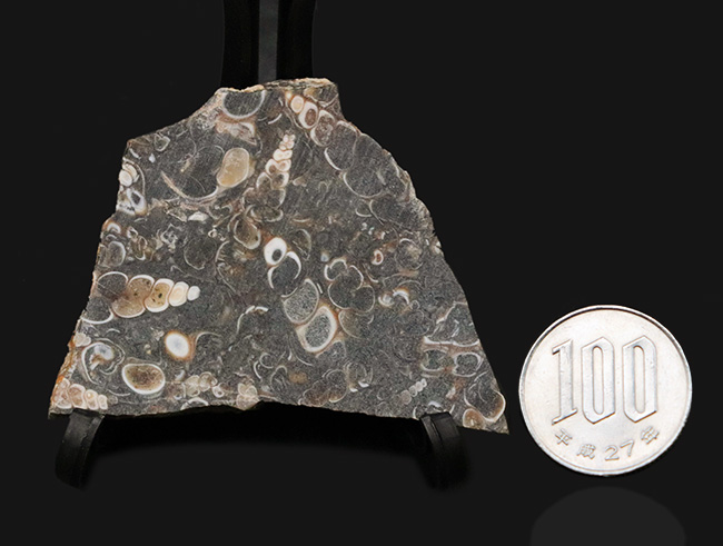 米国ワイオミング州の約５０００万年前の地層より採集された、巻き貝ツリテラ（Turritella）のマルチプレート化石（その8）